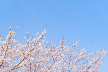 桜と青空