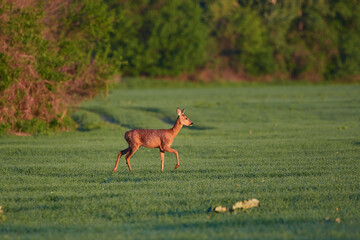 Roe deer ,,Capreolus capreolus,, in summer field ,Slovakia, Europe