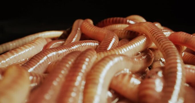 Group of slithering European nightcrawler earthworms, gliding motion shot.