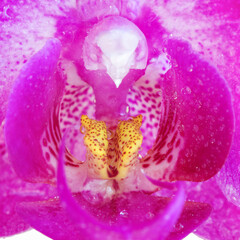 Beautiful purple phalaenopsis orchid flower, known as the fluttering butterfly, macro.