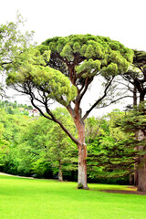 Fototapeta na wymiar Picturesque places. Pigna pine tree in the park