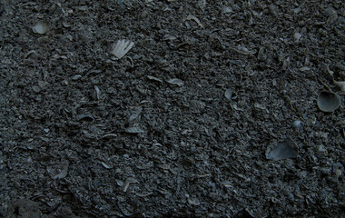 Shell rock texture, close-up, background image