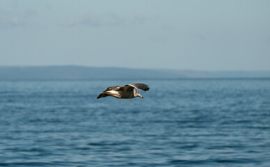 Obraz premium seagull