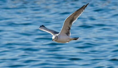 bird