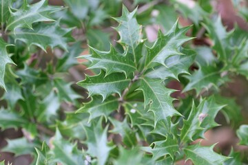 ヒイラギノの葉