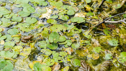 large frogs in the swamp on round green leaves