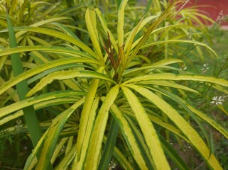 yellow and green leaves in the garden
