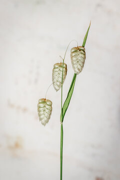 (Briza media) quaking-grass seeds during spring, Cape Town, South Africa