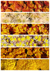 Floral background of orange, yellow and golden fresh bright garden chrysanthemums on autumn sunny day. Collage of photos of blooming golden-daisies of different varieties. Close-up, top view