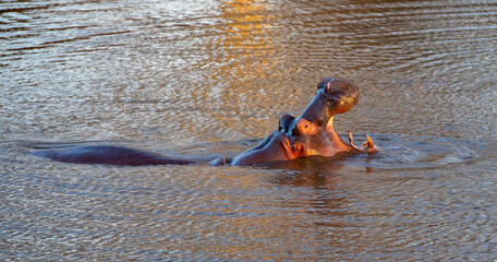 Aggressive Common Hippo [hippopotamus amphibius] displaying tusks by yawning in a lake in Africa