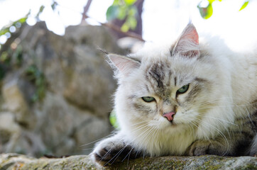 Grumpy face Persian cat in grey color and blue eyes.