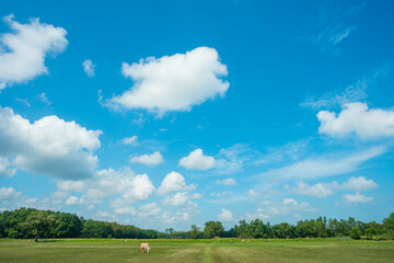 grass and blue sky