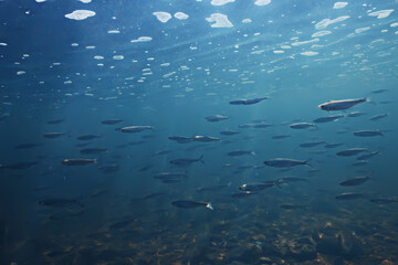 fish underwater shoal, abstract background nature sea ocean ecosystem