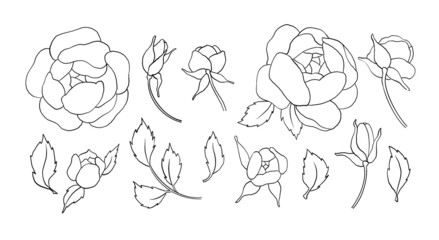 Vintage hand made line peonies or rose set. Botanical froral design. Isolated on white flowers. For greeting, invitation, wedding, birthday, valentine card. Botanical illustration.