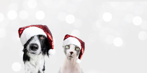 Banner christmas pets. Puppy dog and cat celebrating holidays. Isolated on white christmas lights