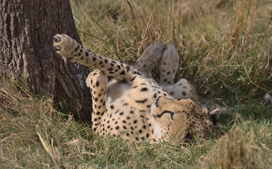 cheetah lying on its back and stretching its legs against tree trunk showing paws and claws in the wild masai mara, kenya © Nirav Shah