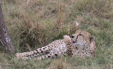 cheetah resting in grass and using its tongue to lick and groom itself in the wild plains of the masai mara, kenya