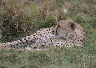 Naklejka na ściany i meble cheetah resting and relaxing on its side in the grass in the wild masai mara kenya