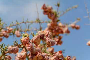 Pink bougainvillea flower infected by cobweb with sky in background