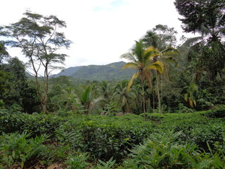 Fototapeta na wymiar trees in the jungle