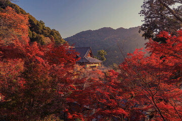 奈良　長谷寺　紅葉の中の本堂