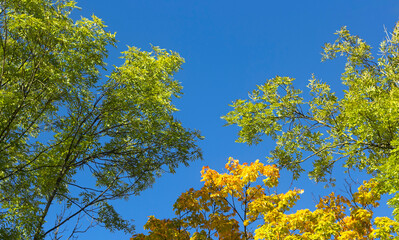 Yellow, orange and green autumn leaves on a blue sky background