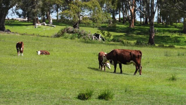 hereford and Angus cows and calf grazing on lush pasture. while they enjoy the sun with the over cattle in the herd. in Australia.