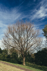 Fototapeta premium 葉の落ちた木