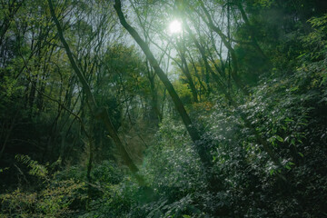 朝日の差し込む森
