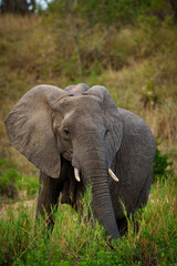 Fototapeta na wymiar African bush elephant or African savanna elephant (Loxodonta africana) feeding. Mpumalanga. South Africa.