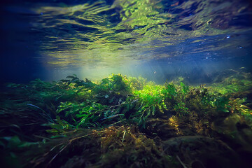 multicolored underwater landscape in the river, algae clear water, plants under water