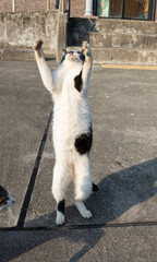 おもしろポーズの猫　白黒猫
