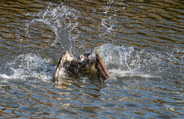 Obraz premium 狩りをする猛禽類 ミサゴ