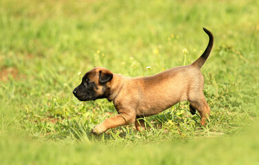 Cute little malinois puppy dog on the grass