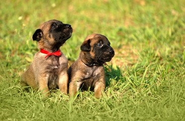 Two cute little Malinois puppies in nature