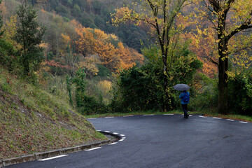  Autumn leaves background in the park