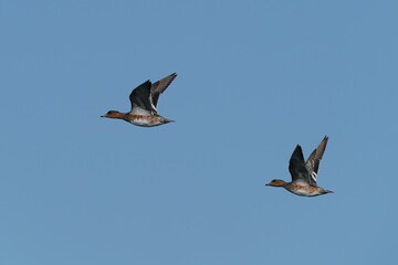 eurasian wigeon in flight