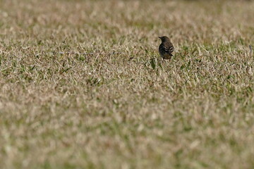 buff bellied pipit on the grass field