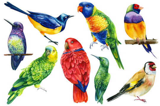 Wildlife of Australia. amadina, Rainbow lorikeet, starling, hummingbird, parrot and goldfinch. Set of watercolor birds