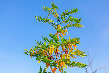 Twig with green and yellow leaves . Acacia branch against blue sky 