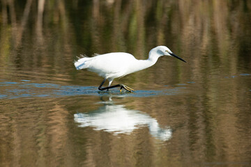 a pesca