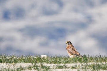 Falco Tinnunculus - The Vulgar Kestrel is a species of Falconiform bird of the Falconidae family.
