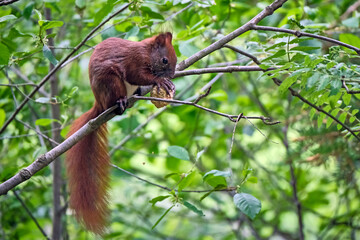 Eurasisches Eichhörnchen ( Sciurus vulgaris ).