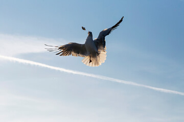 Seagull above the line catches a piece of Turkish doughnut simit in the sky