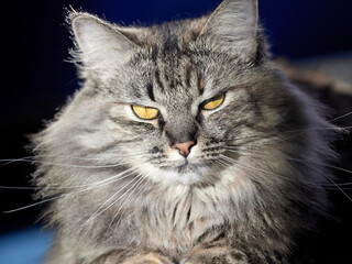 Norwegian forest cat close-up on a dark background.