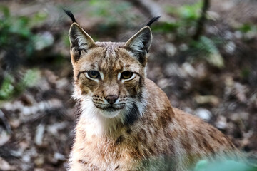 Obraz premium Karpatenluchs ( Lynx lynx carpathicus ).