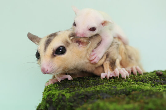 A mother sugar glider holds her baby to protect her baby from predators. This marsupial mammal has the scientific name Petaurus breviceps. 