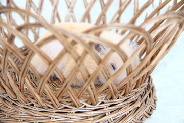 Syrian hamster sleeping in a wicker basket, close-up