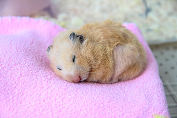 Syrian hamster sleeps on pink blanket