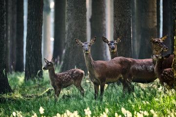 Rotwild ( Cervus elaphus ).